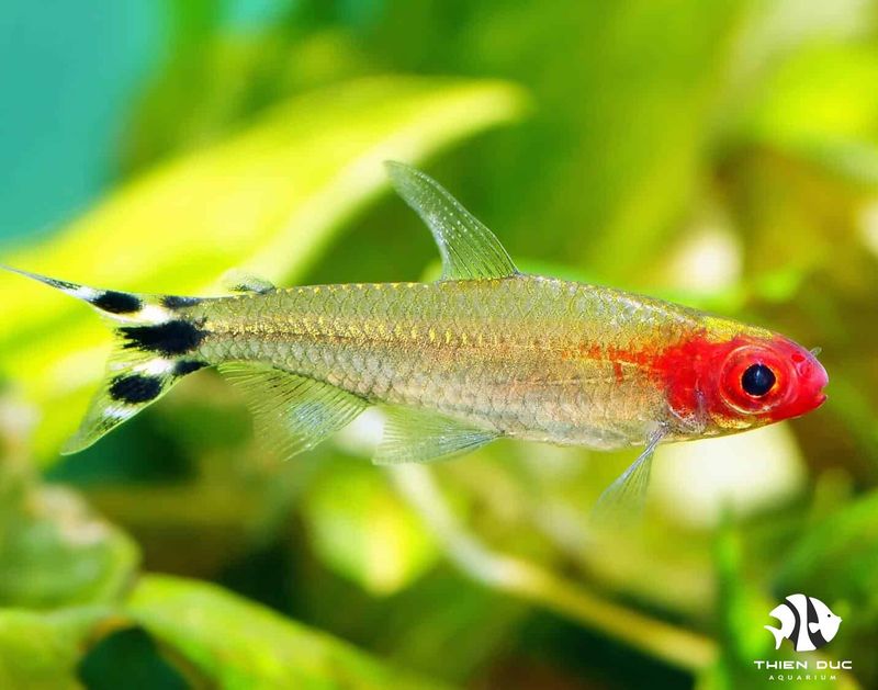 Rummy Nose Tetra