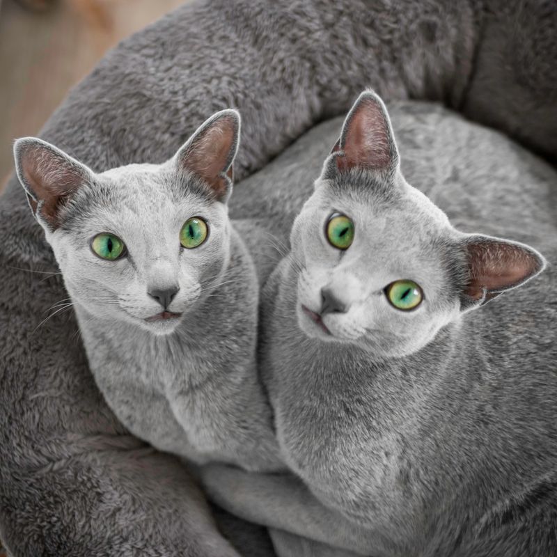 Russian Blue