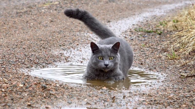 Russian Blue