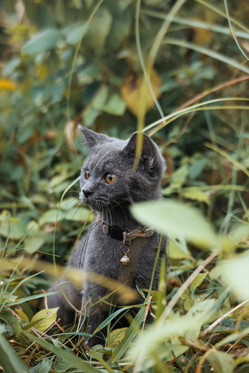 Russian Blue