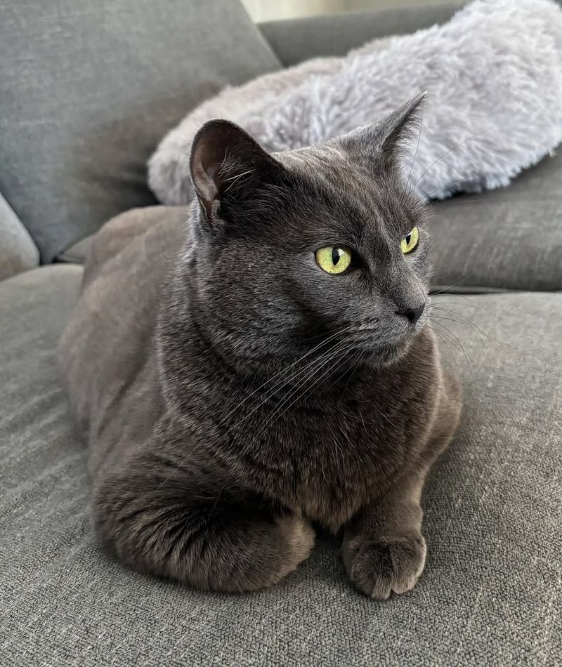 Russian Blue