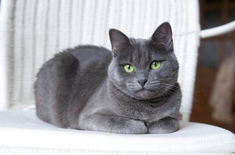 Russian Blue