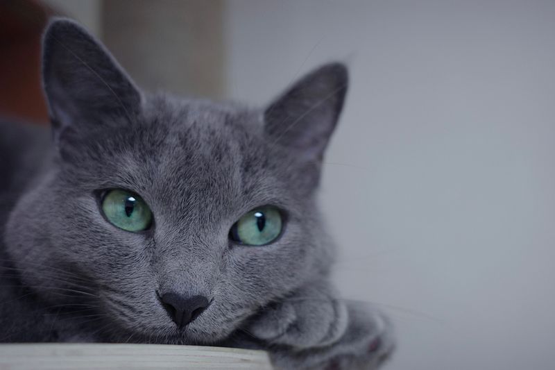 Russian Blue