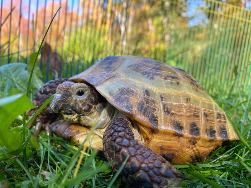 Russian Tortoise