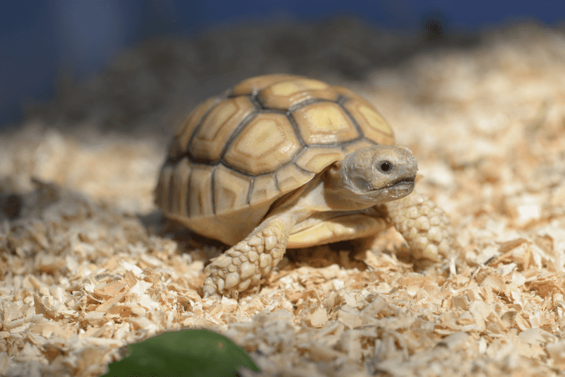 Russian Tortoise