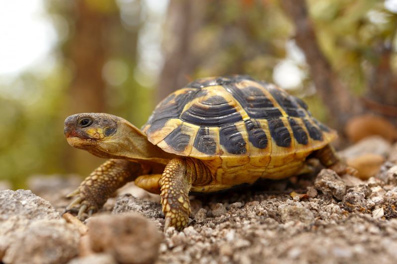 Russian Tortoise