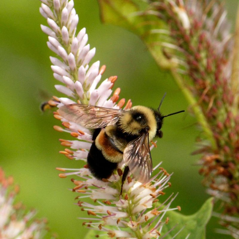 Rusty Patched Bumble Bee