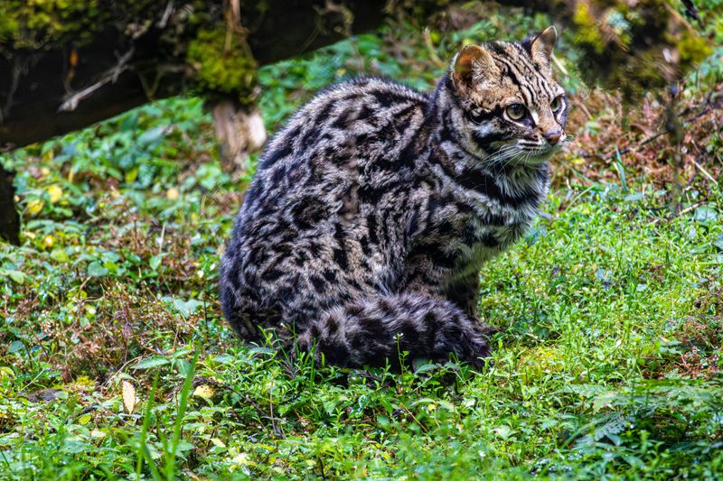 Rusty-spotted Cat