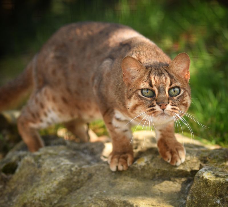 Rusty-spotted Cat