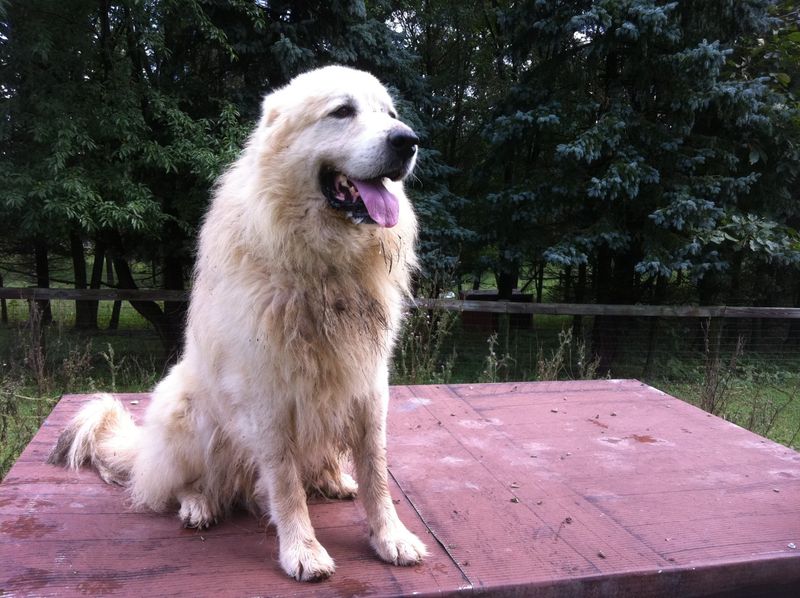 Rusty the Farm Protector