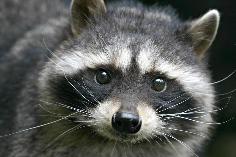 Ruth the Raccoon