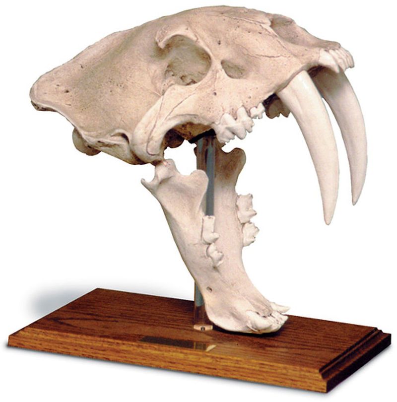 Saber-Toothed Cat Skull