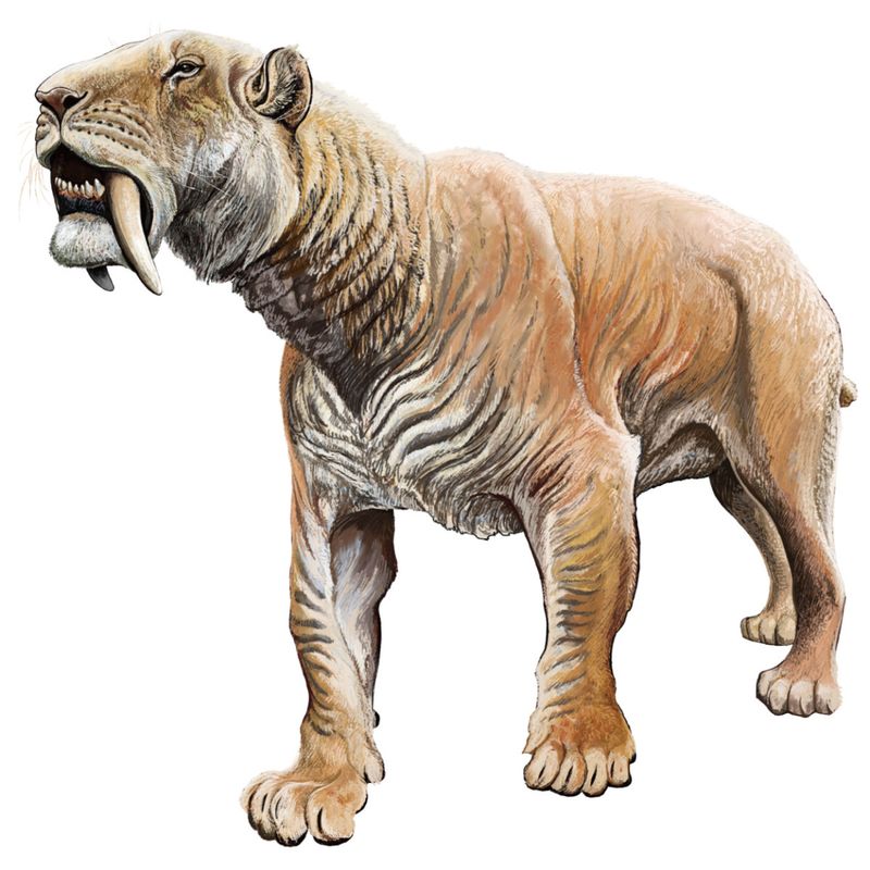 Saber-Toothed Tiger