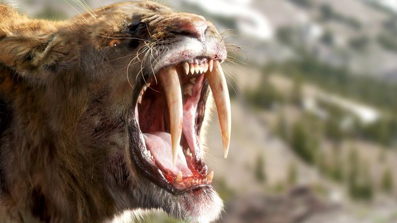 Saber-toothed Cat