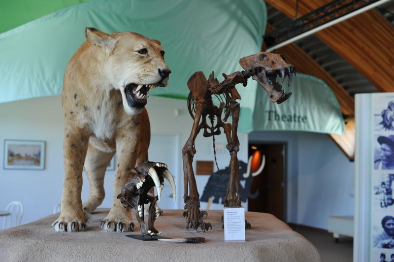 Sabertooth Cat (Smilodon)