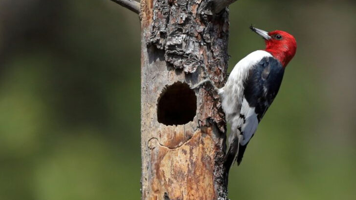 Sacred Birds in Native American Culture