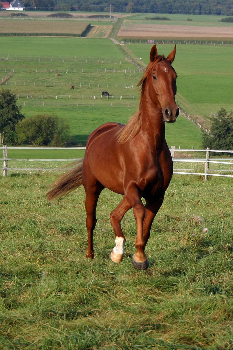 Saddlebred