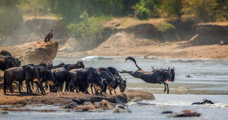 Safari in the Serengeti, Tanzania