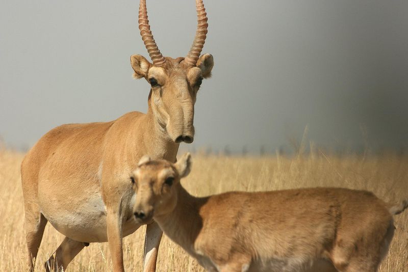 Saiga Antelope