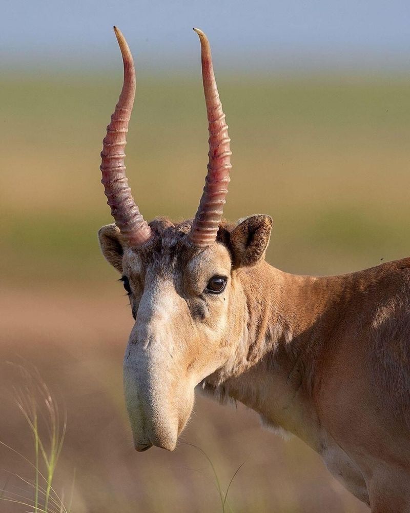 Saiga Antelope