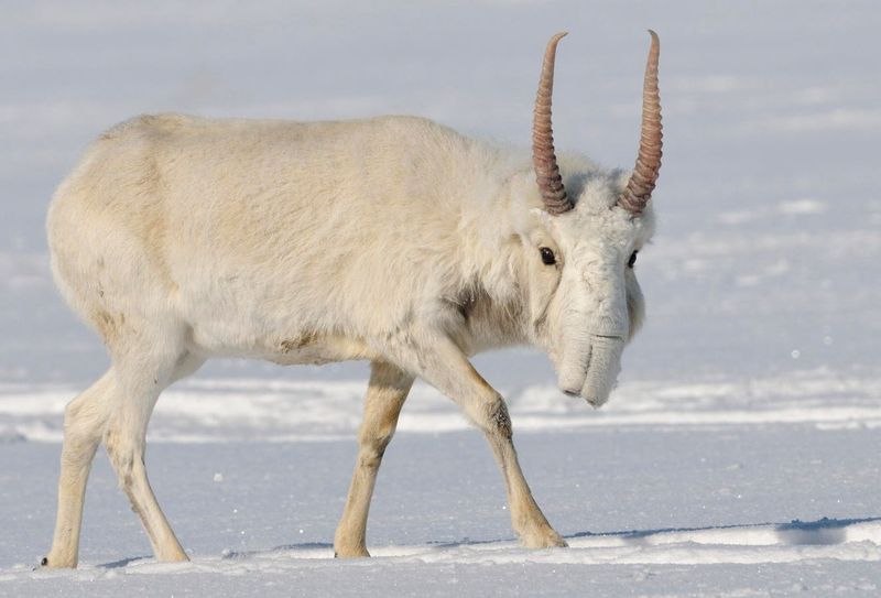 Saiga Antelope