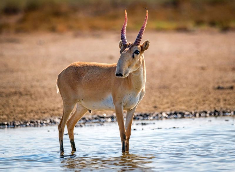 Saiga Antelope