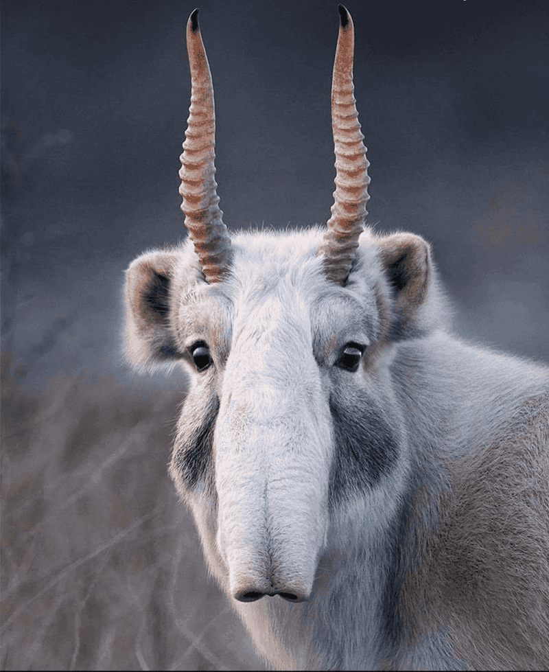 Saiga Antelope