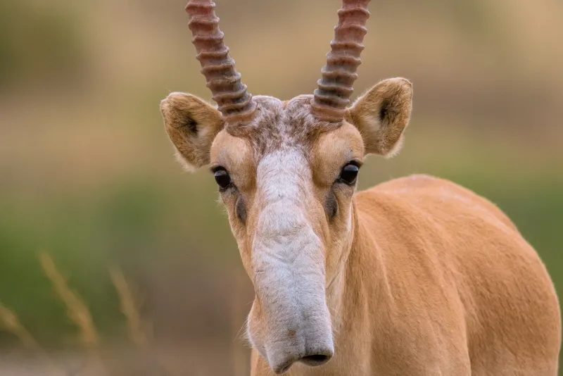 Saiga Antelope