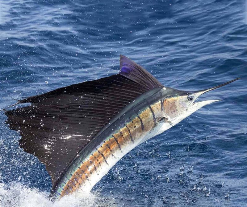 Sailfish