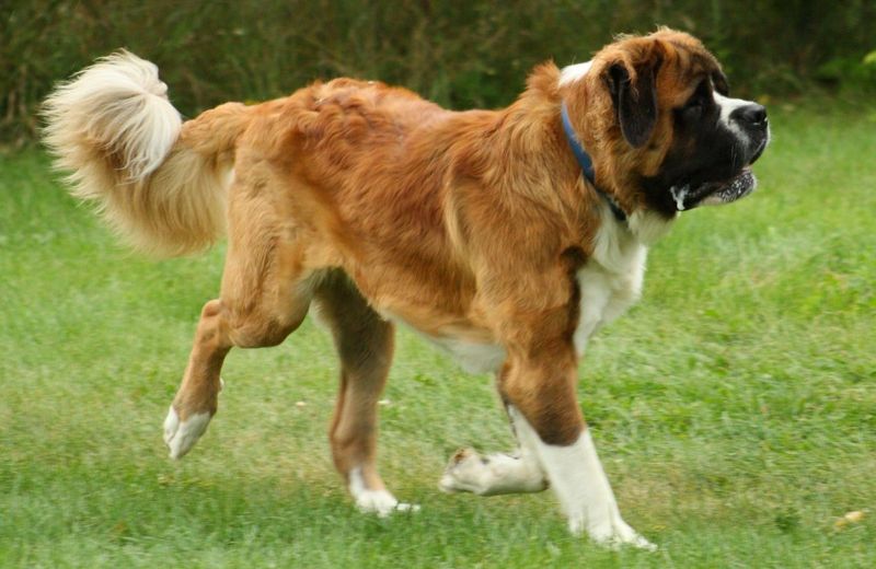 Saint Bernard