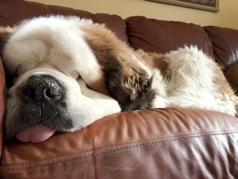 Saint Bernard