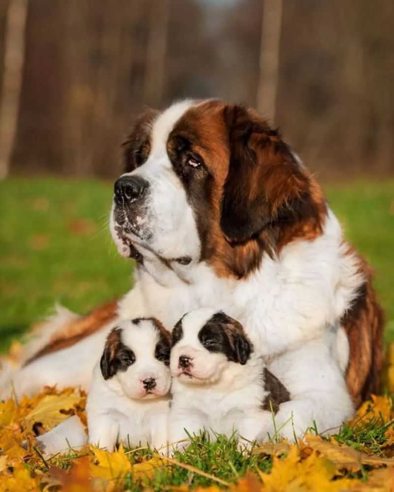 Saint Bernard