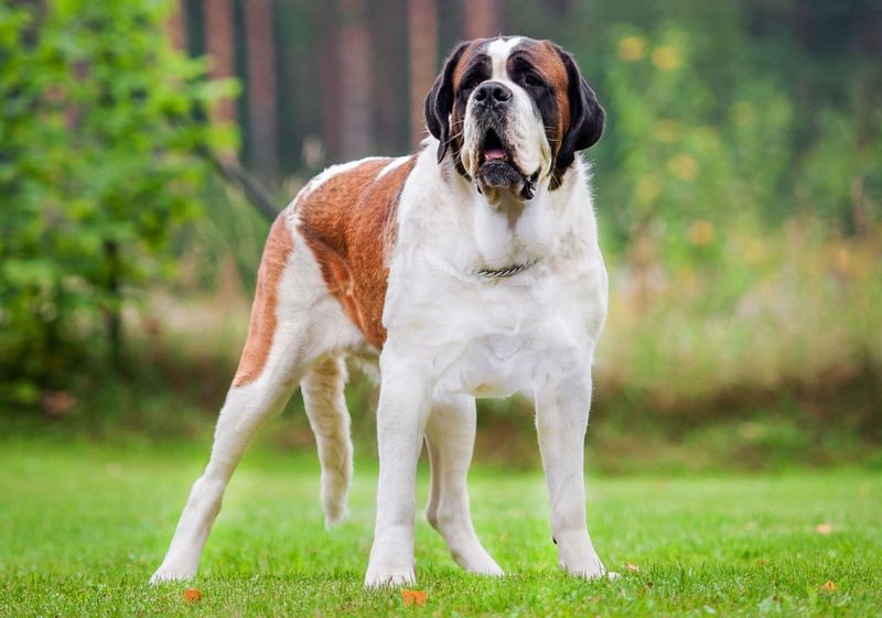 Saint Bernard