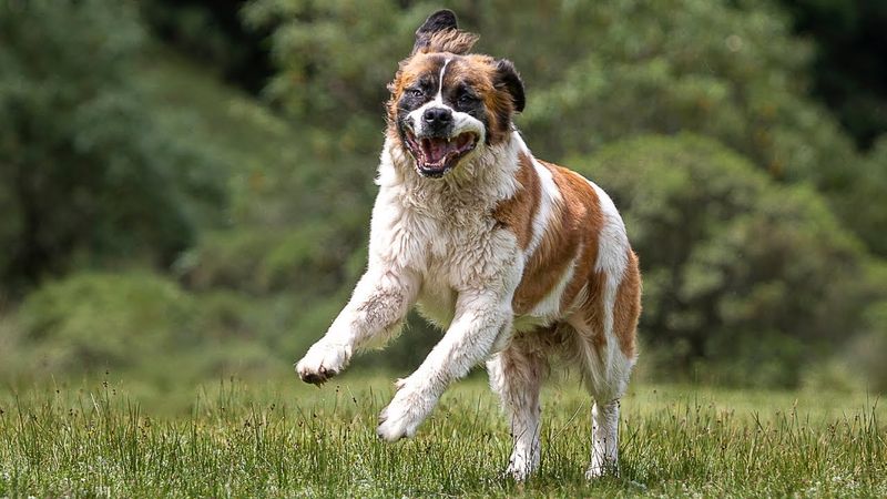 Saint Bernard