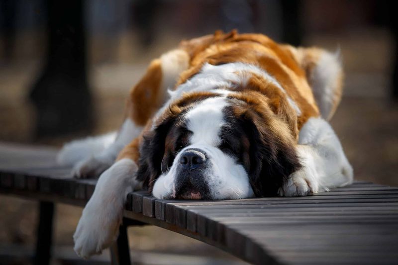 Saint Bernard