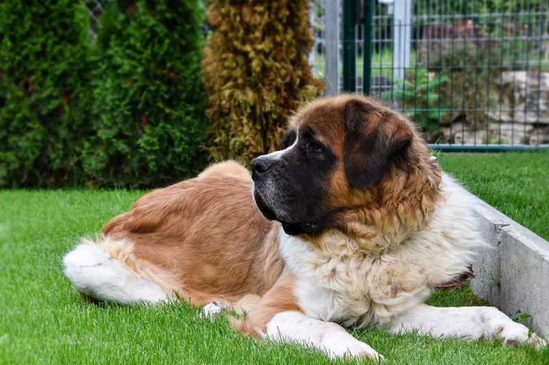 Saint Bernard