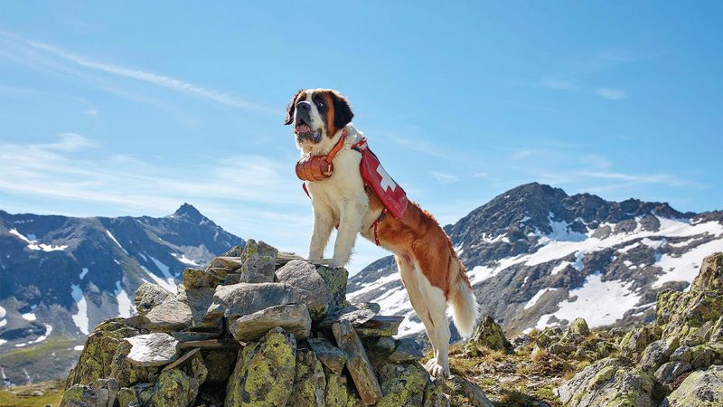 Saint Bernard Rescues Hikers in Avalanche