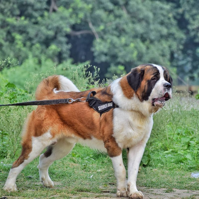 Saint Bernard