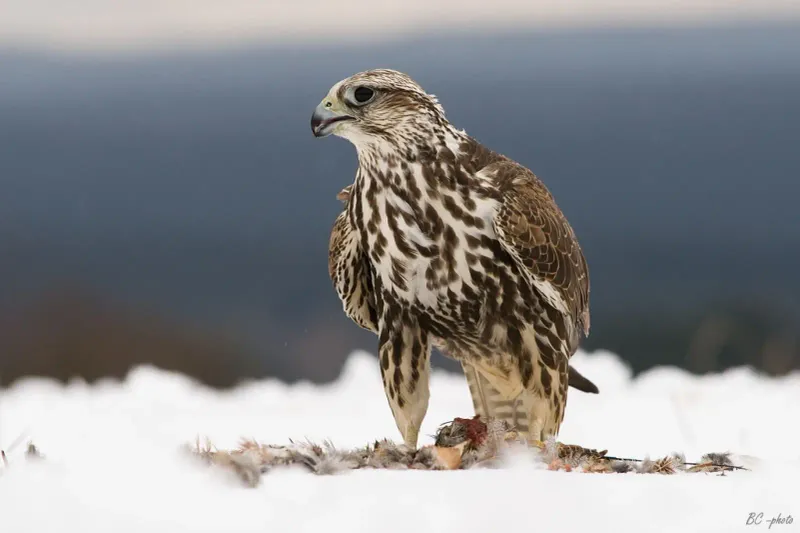 Saker Falcon