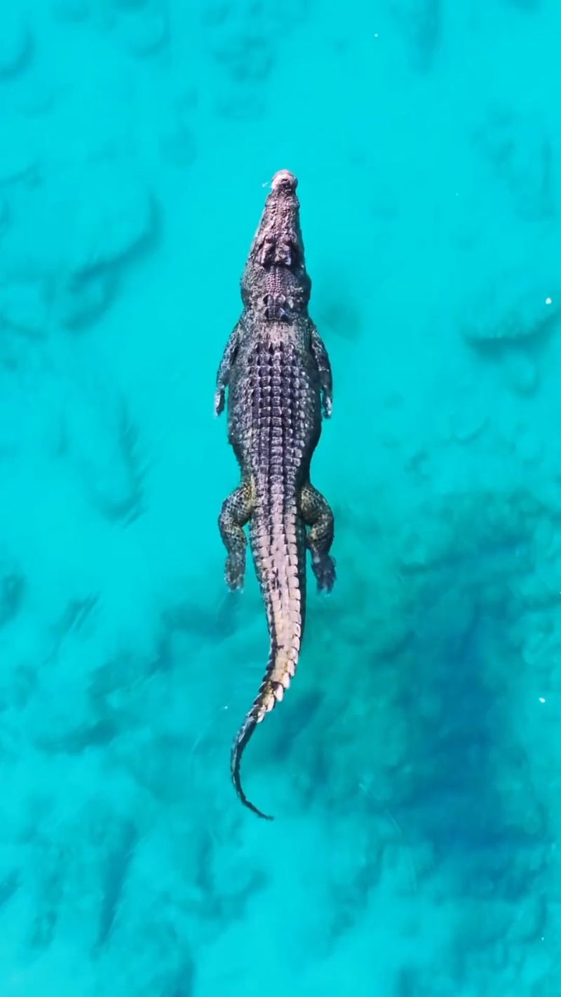 Saltwater Crocodile