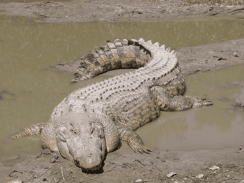 Saltwater Crocodile