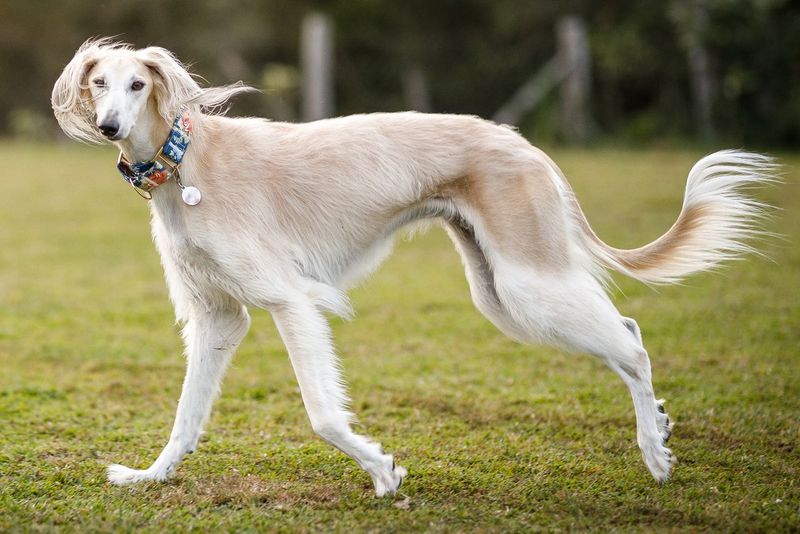 Saluki