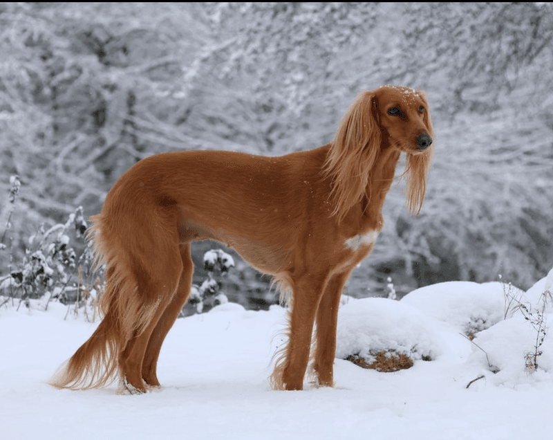 Saluki