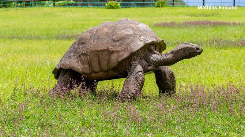 Sam the Seychelles Giant Tortoise