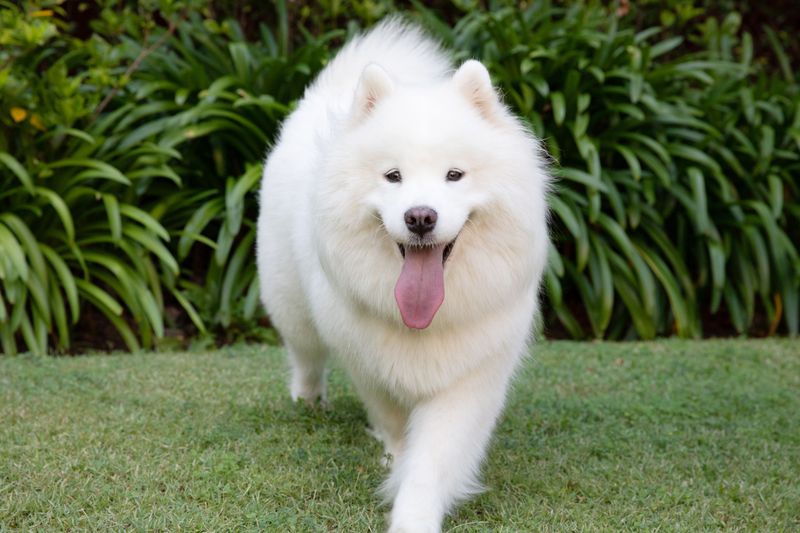 Samoyed