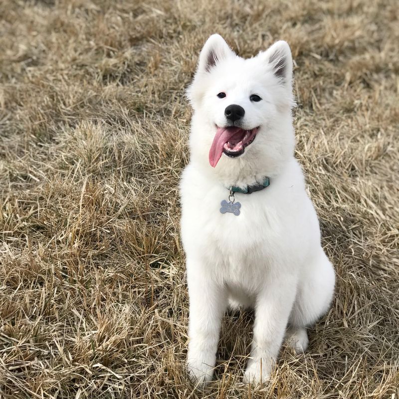 Samoyed