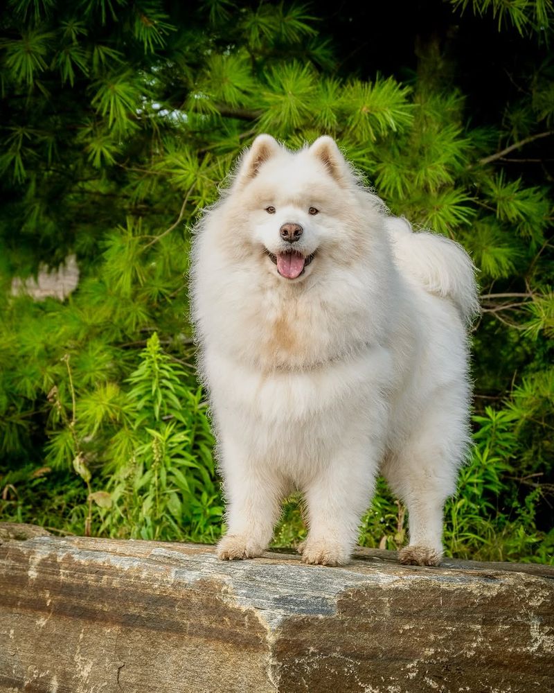 Samoyed