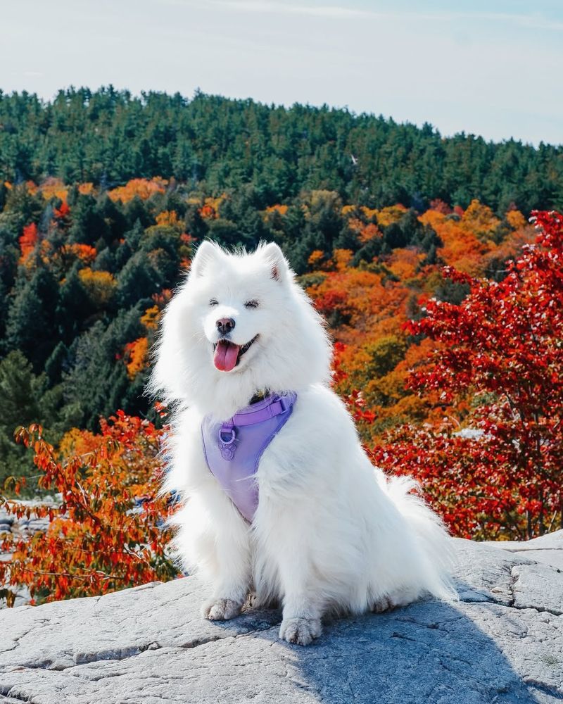 Samoyed