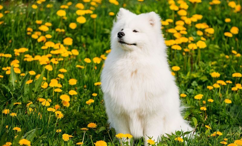 Samoyed