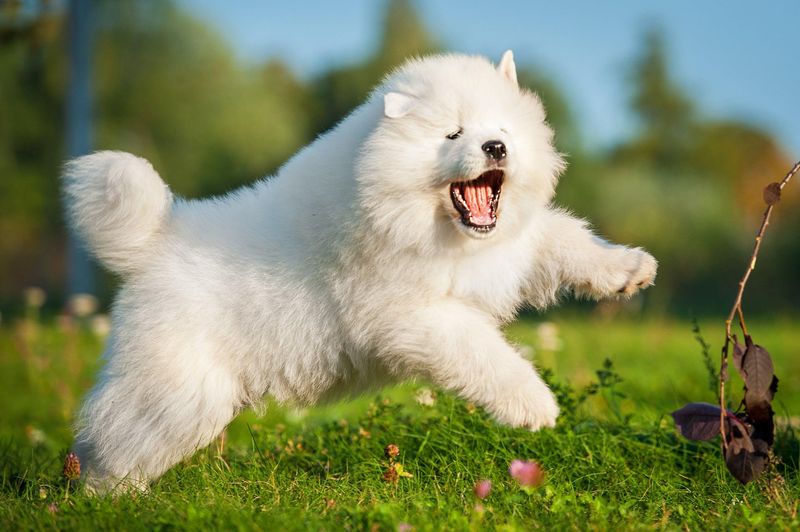 Samoyed